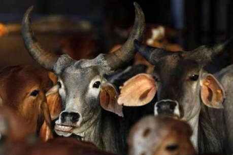 cow-1.jpg