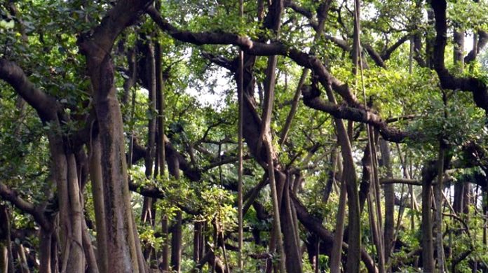 tree-1.jpg