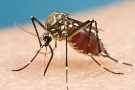 dengue.jpg