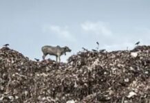 कचरे के डंपिंग साइट्स से निकलने वाली मीथेन से भी बढ़ती है गर्मी